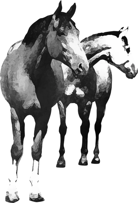 Centre équestre Centre Cheval Poney, Bassillac et Auberoche — deux chevaux